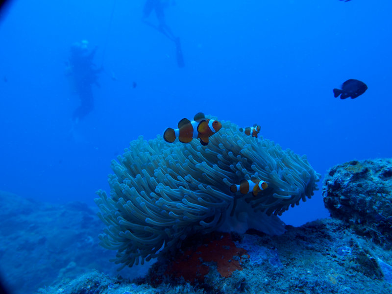 Clown Fish, Natural Light